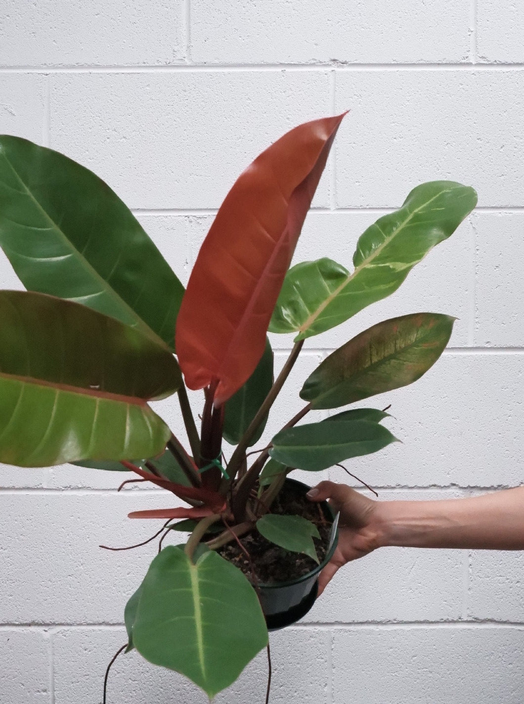 Philodendron 'prince Of Orange' [sz:175mm]