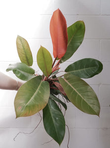 Philodendron 'prince Of Orange' [sz:175mm]