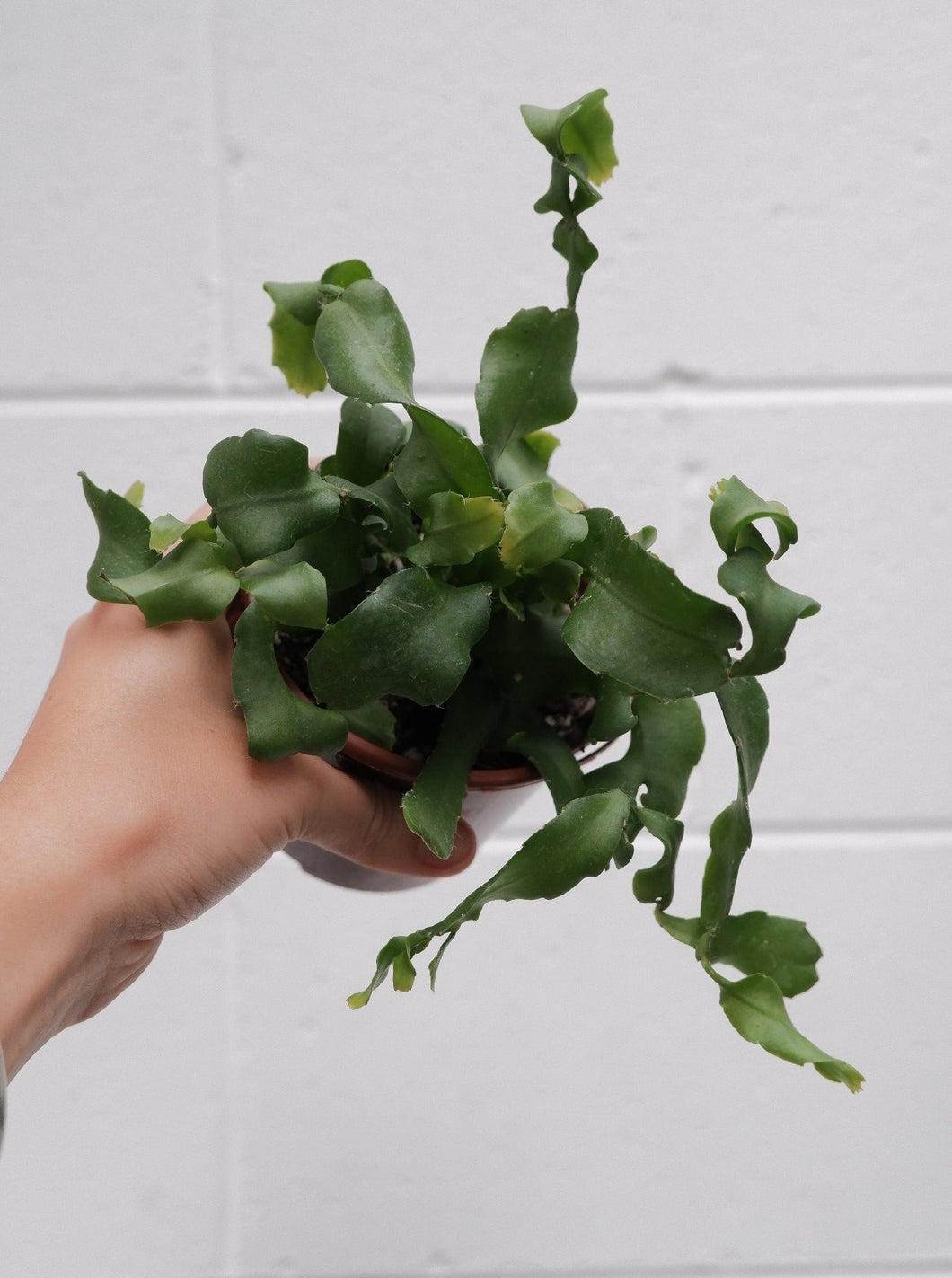 Epiphyllum 'curly Sue' [sz:100mm]