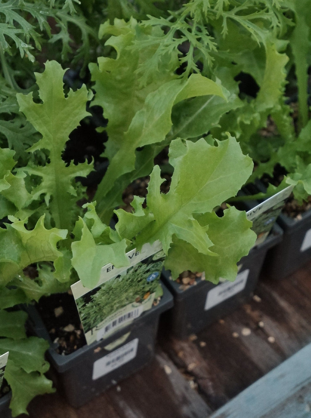 Lettuce 'endive' [sz:100mm]