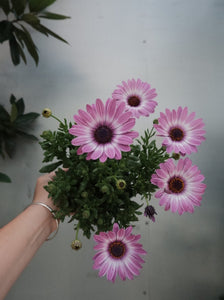 Osteospermum Impassion Pink White [sz:140mm]