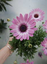 Load image into Gallery viewer, Osteospermum Impassion Pink White [sz:140mm]
