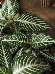 Aphelandra 'zebra Plant' [sz:140mm]