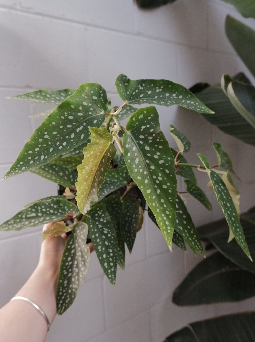 Begonia Coccinea – Botanica Lane