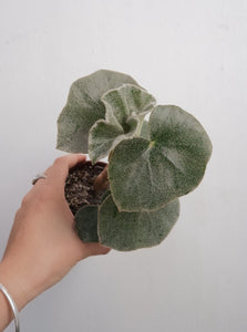 Begonia Venosa [sz:100mm]