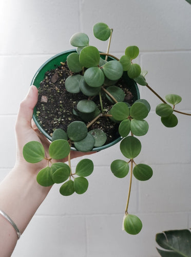 Peperomia 'hope' [sz:175mm]