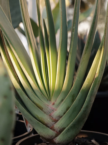 Aloe Plicitilis Fan Aloe 200mm