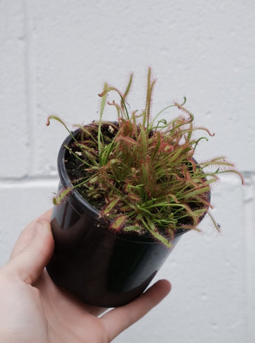 Drosera 'sundew' [sz:100mm]