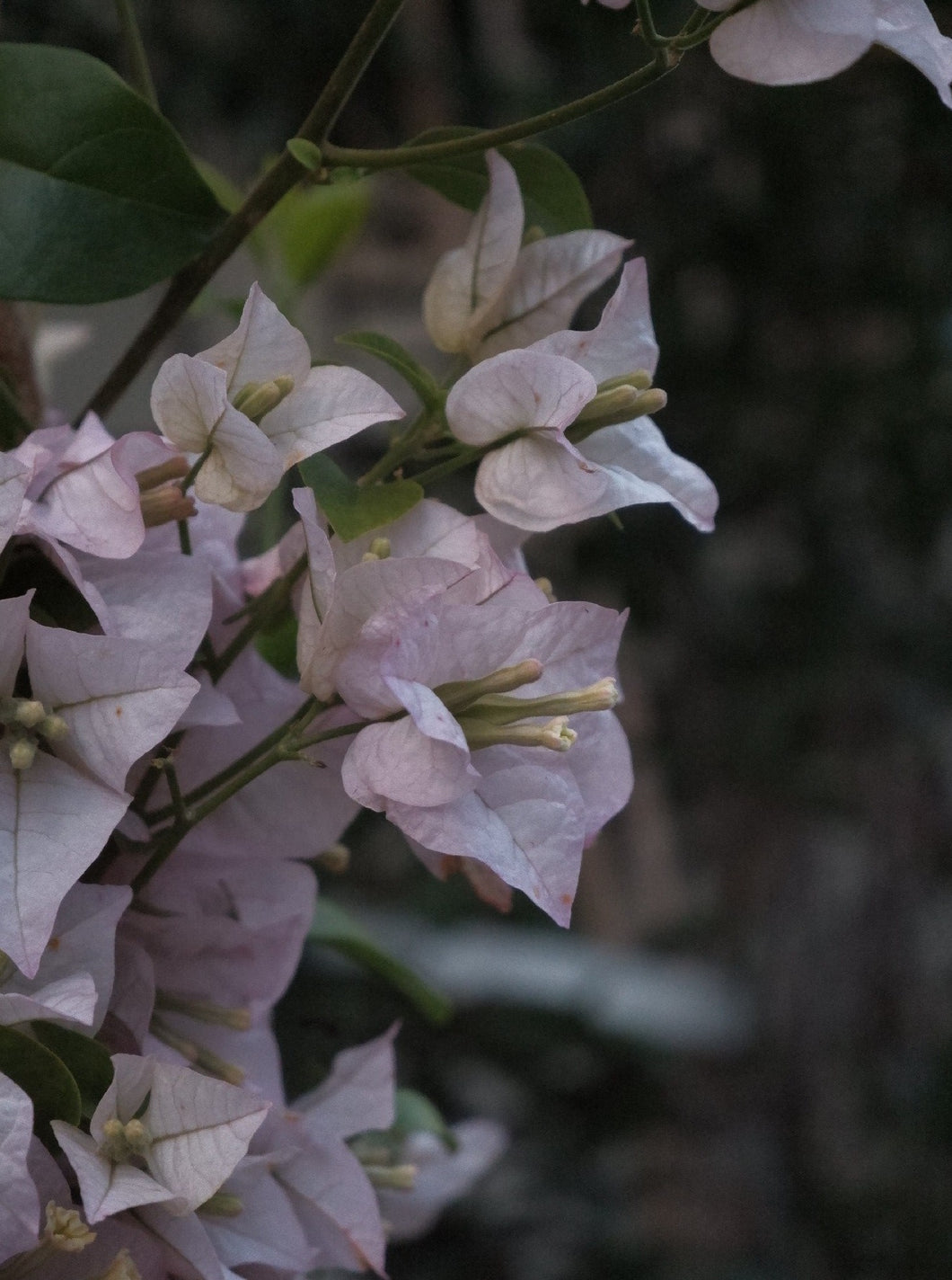 Bougainvillea 'pale Pink' [sz:300mm]