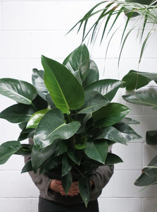 Philodendron 'green Congo' [sz:300mm]