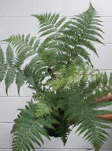 Cyathea Australis "tree Fern' [sz:200mm]