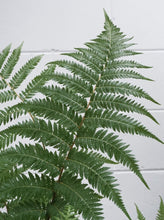 Load image into Gallery viewer, Cyathea Australis &quot;tree Fern&#39; [sz:200mm]
