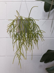 Rhipsalis Cassutha [sz:130mm]