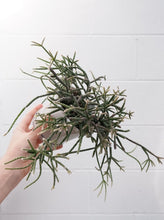 Load image into Gallery viewer, Rhipsalis Pilcarpa [sz:130mm]
