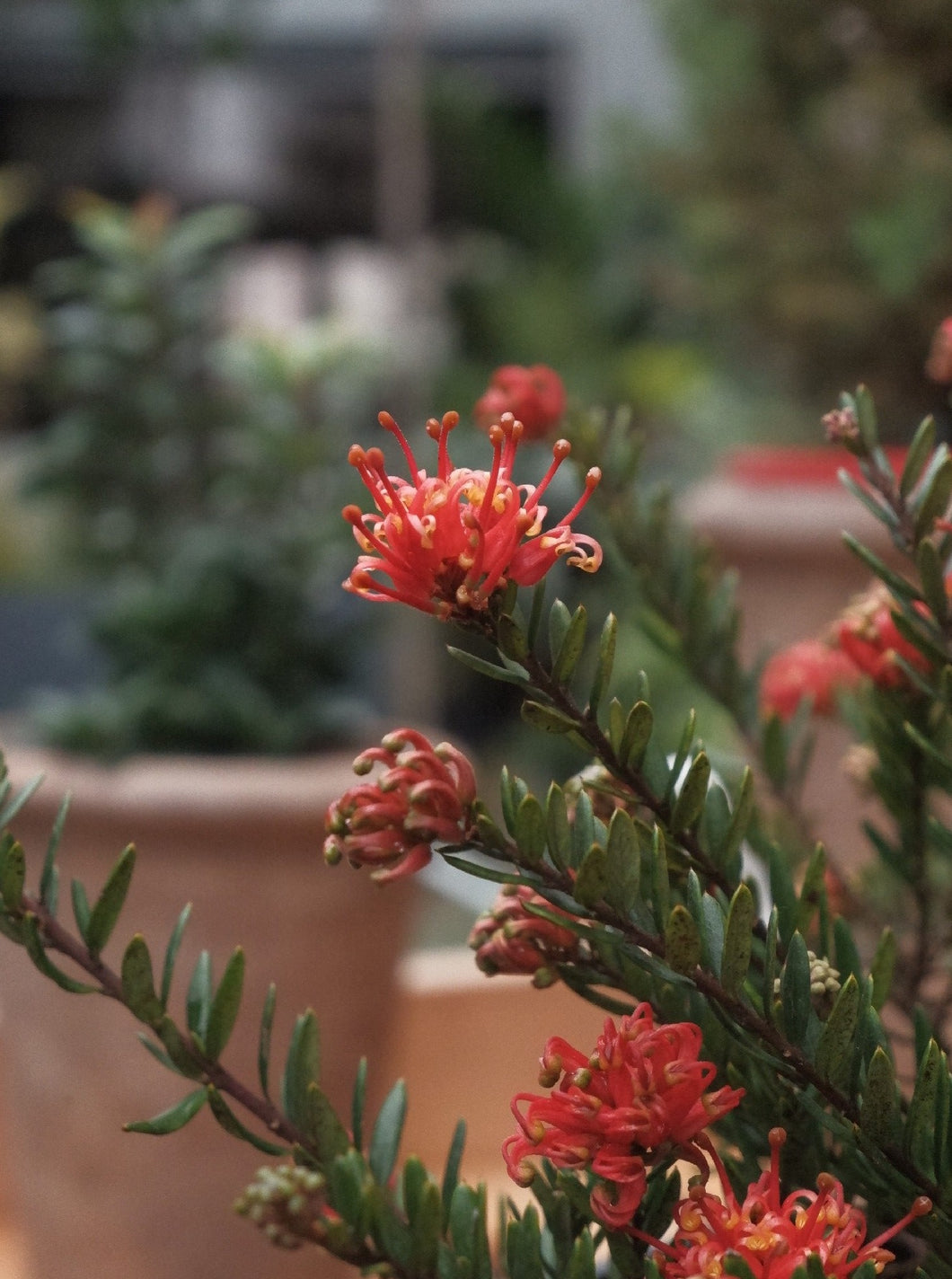 Grevillea 'knockout' 200mm