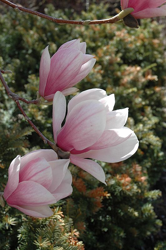 Magnolia Soulangeana [sz:200mm]