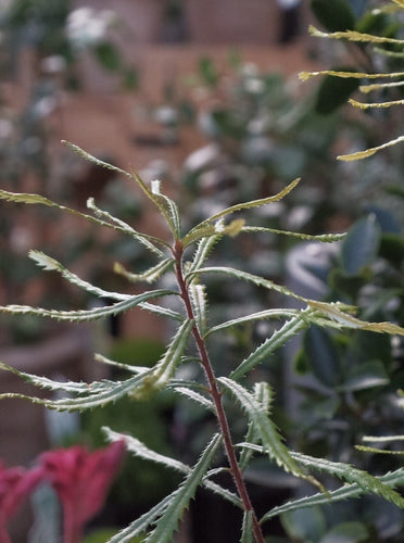 Banksia Spinulosa 'dwarf' [sz:200mm]