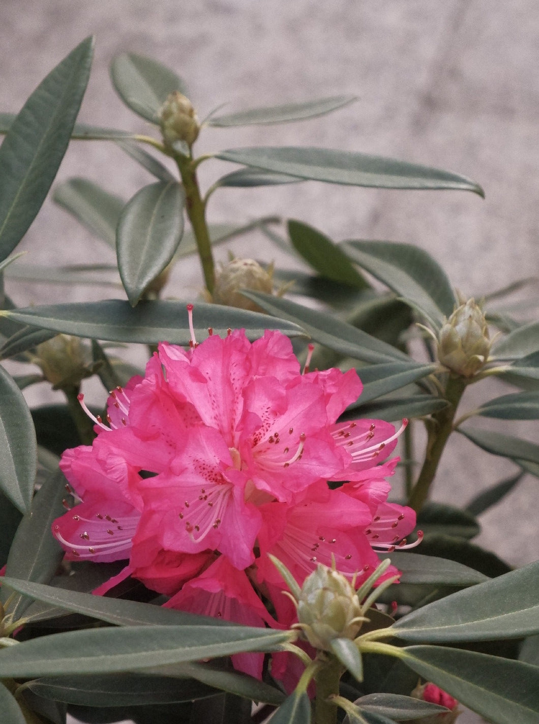 Rhododendron 'sir Robert Peel' [sz:200mm]