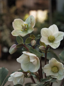 Hellebore 'shooting Star' [sz:170mm]