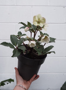 Hellebore 'shooting Star' [sz:170mm]