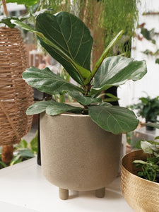 Ficus Lyrata [sz:140mm]