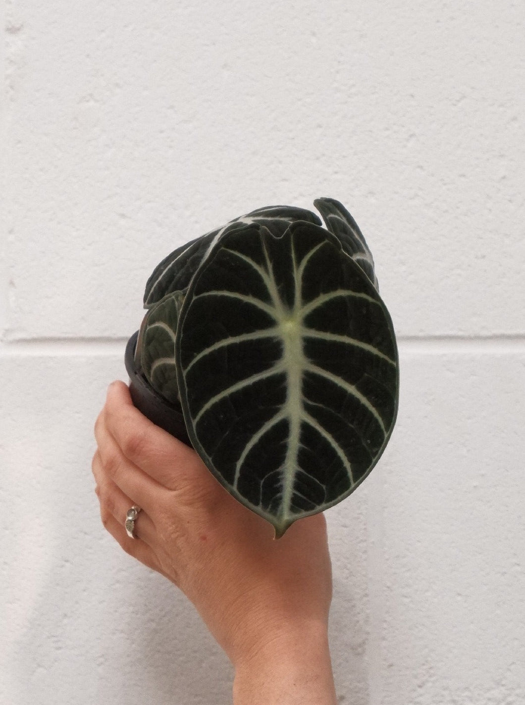 Alocasia 'ninja' 