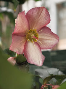 Hellebore Assorted [sz:190mm]