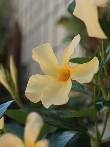 Dipladenia 'yellow' [sz:140mm]