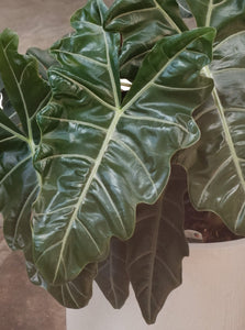 Alocasia Pseudo Sanderdiana [sz:190mm]