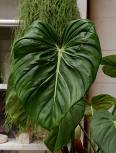 Philodendron 'dean Mcdowell' [sz:270mm]