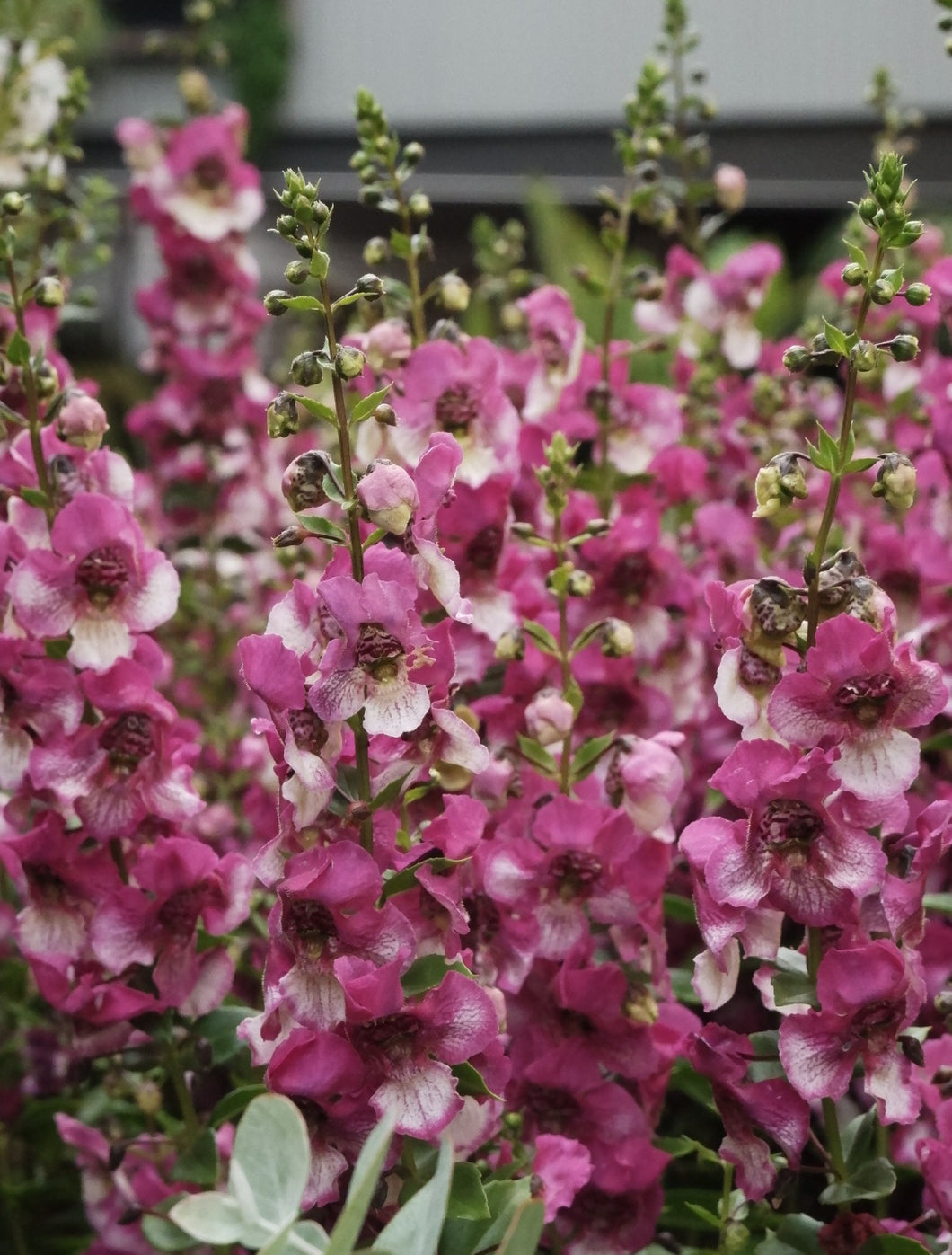 Angelonia 'angelos' 140mm