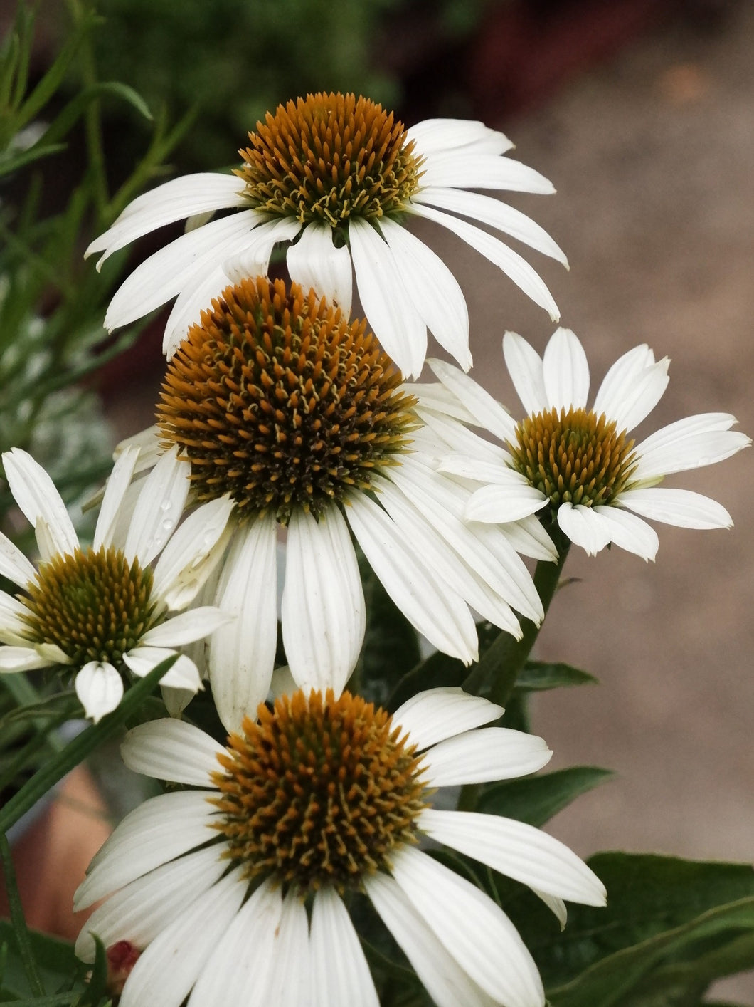 Echinacea 'white' 