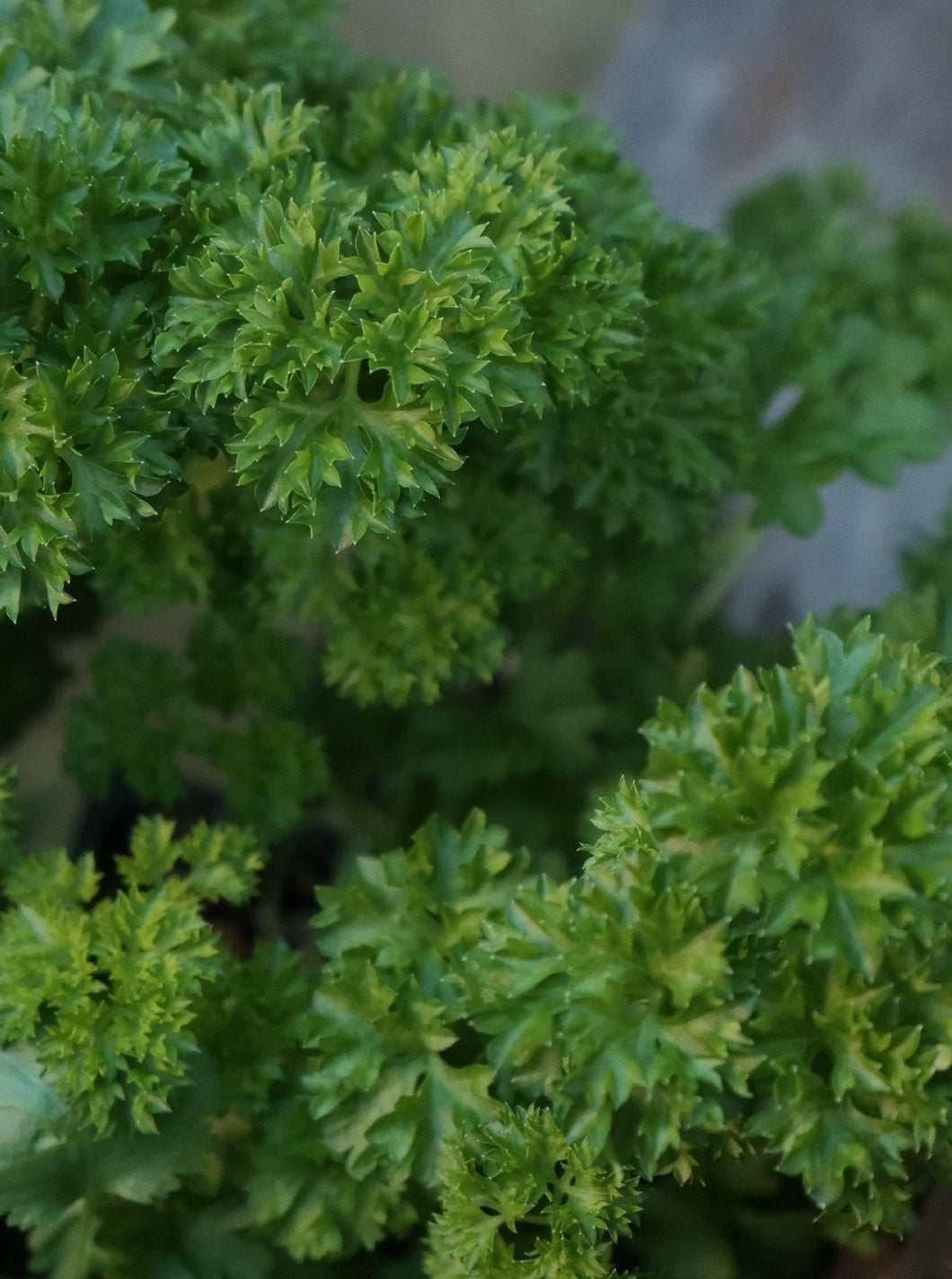 Parsley Curly [sz:100mm]