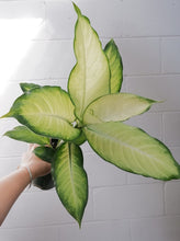 Load image into Gallery viewer, Dieffenbachia Assorted [sz:140mm]
