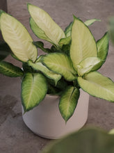 Load image into Gallery viewer, Dieffenbachia Assorted [sz:140mm]
