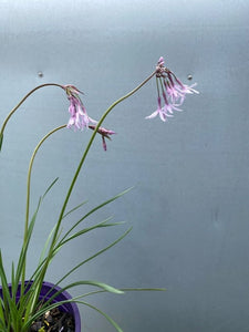 Tulbaghia 'dark Star'