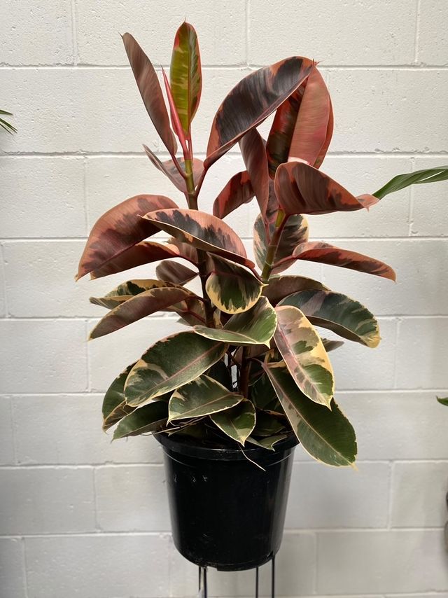 Ficus Elastica 'tineke Ruby'