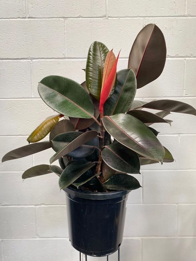 Ficus Elastica 'burgundy'