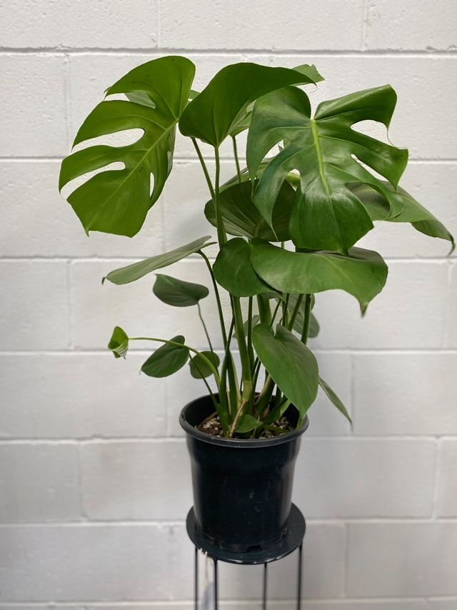 Monstera Deliciosa 'taureii'