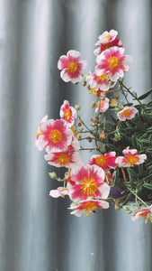 Helianthemum Raspberry Ripple 140mm