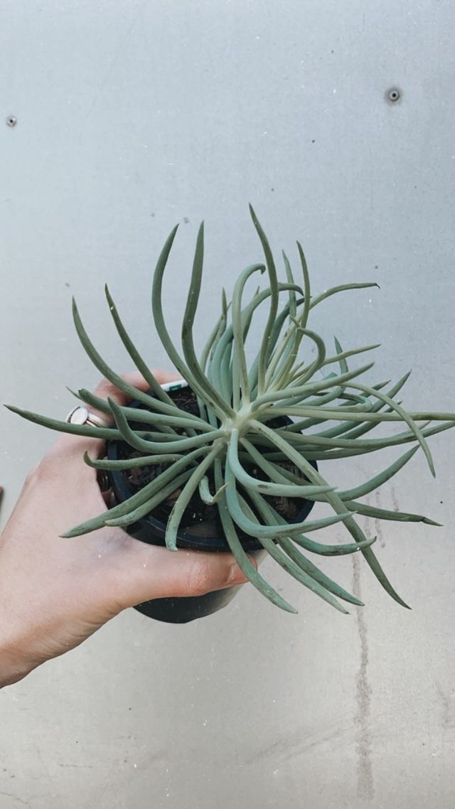 Senecio 'ice Sticks' – Botanica Lane