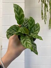 Load image into Gallery viewer, Calathea &#39;freddy&#39;
