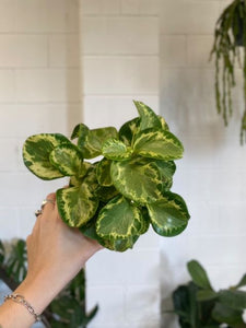 Peperomia Obtusifolia 'marble' 130mm