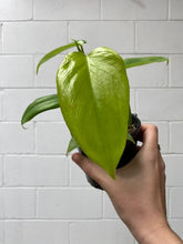 Load image into Gallery viewer, Philodendron Bipennifolium &#39;aureum&#39;
