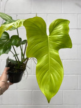 Load image into Gallery viewer, Philodendron Bipennifolium &#39;aureum&#39;
