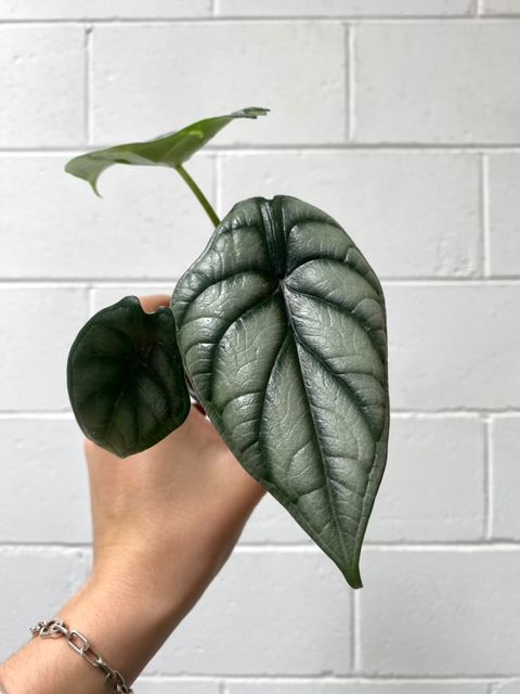 Alocasia 'silver Dragon'