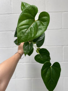 Anthurium Decipiens 100mm