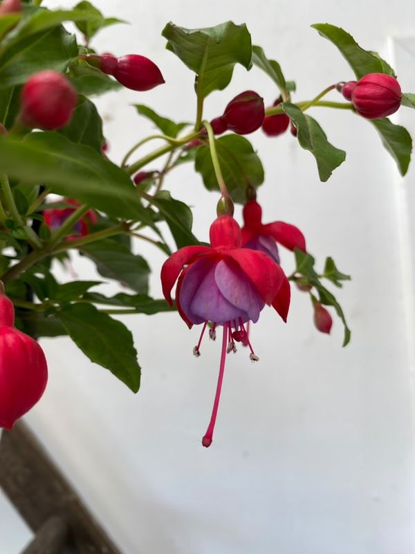 Fuchsia 'lydia' 140mm