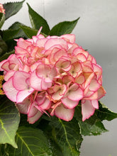Load image into Gallery viewer, Hydrangea 180mm
