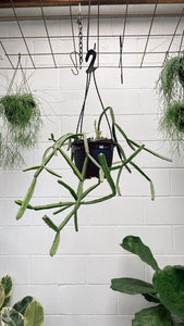 Rhipsalis Cereoides